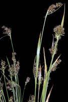 Attēlu rezultāti vaicājumam “Luzula multiflora fruit”