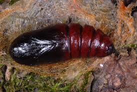 Attēlu rezultāti vaicājumam “Ptilodon capucina imago”