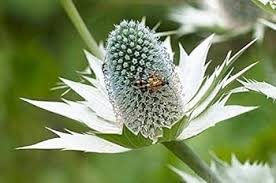 Attēlu rezultāti vaicājumam “Galium schultesii flower”