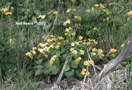 Attēlu rezultāti vaicājumam “Caltha palustris”