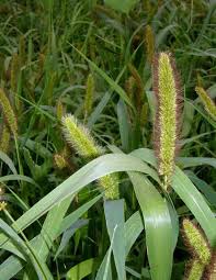 Attēlu rezultāti vaicājumam “Setaria italica”