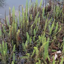 Attēlu rezultāti vaicājumam “Hippuris vulgaris leaf”