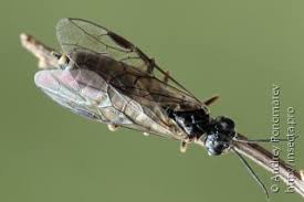 Attēlu rezultāti vaicājumam “Epirranthis diversata upperside”