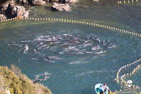 Image result for japan dolphin slaughter