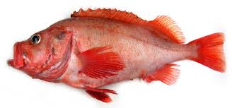 Image result for Sebastes