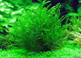 Attēlu rezultāti vaicājumam “Fontinalis antipyretica”