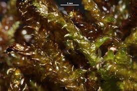 Attēlu rezultāti vaicājumam “Scorpidium scorpioides”