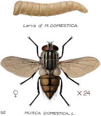 Attēlu rezultāti vaicājumam “Musca domestica”