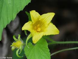 Attēlu rezultāti vaicājumam “Thladiantha dubia”