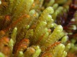 Attēlu rezultāti vaicājumam “Leiocolea collaris”