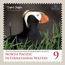 Image result for Fratercula cirrhata