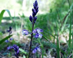 Attēlu rezultāti vaicājumam “Polygala amarella leaf”