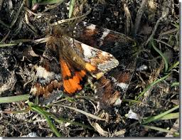 Attēlu rezultāti vaicājumam “Archiearis parthenias”