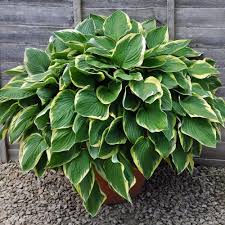 Image result for Hosta fortunei albomarginata