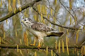 Attēlu rezultāti vaicājumam “Buteo buteo adult”