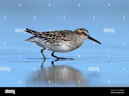 Attēlu rezultāti vaicājumam “Calidris falcinellus”