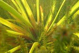 Attēlu rezultāti vaicājumam “Stratiotes aloides leaf”