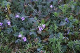 Attēlu rezultāti vaicājumam “Erodium cicutarium bud”