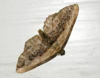 Attēlu rezultāti vaicājumam “Horisme vitalbata”