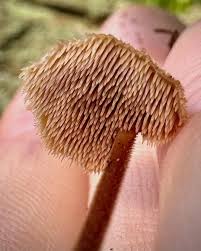 Attēlu rezultāti vaicājumam “Auriscalpium vulgare”