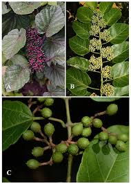 Attēlu rezultāti vaicājumam “Vitaceae”