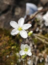 Attēlu rezultāti vaicājumam “Sagina nodosa”