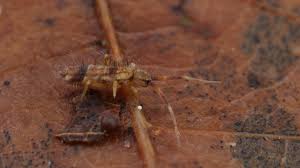 Attēlu rezultāti vaicājumam “Orchesella flavescens”