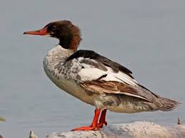 Attēlu rezultāti vaicājumam “Mergus merganser female”