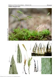 Attēlu rezultāti vaicājumam “Pohlia elongata”