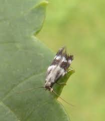 Attēlu rezultāti vaicājumam “Cephaloziella elachista”