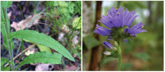 Attēlu rezultāti vaicājumam “Campanula cervicaria flower”