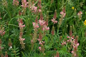 Image result for Onobrychis viciifolia