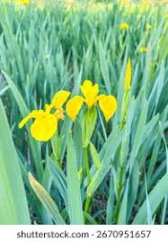 Attēlu rezultāti vaicājumam “Iris pseudacorus leaf”