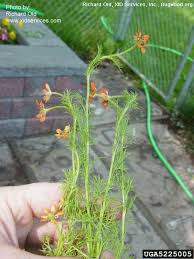 Image result for Adonis aestivalis