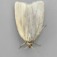 Attēlu rezultāti vaicājumam “Aphelia paleana”