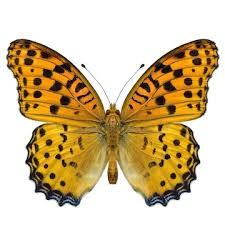 Attēlu rezultāti vaicājumam “Argynnis paphia”