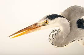 Attēlu rezultāti vaicājumam “Ardea cinerea”