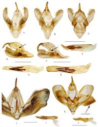 Attēlu rezultāti vaicājumam “Cabera pusaria male”