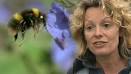 Kate Humble: Help the UK's bees in Bee Part Of It - _47850454_6cac7286-2b8e-44ef-a533-934515b46be8