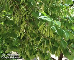 Attēlu rezultāti vaicājumam “Cercis siliquastrum”