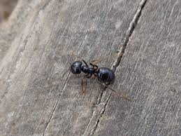 Attēlu rezultāti vaicājumam “Lasius fuliginosus”