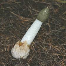 Attēlu rezultāti vaicājumam “Phallus impudicus”