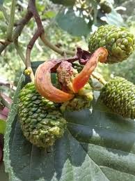 Attēlu rezultāti vaicājumam “Trichia contorta young”