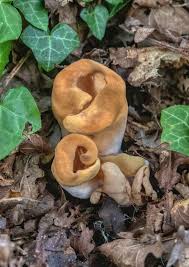 Attēlu rezultāti vaicājumam “Otidea onotica”