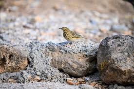 Image result for Anthus trivialis