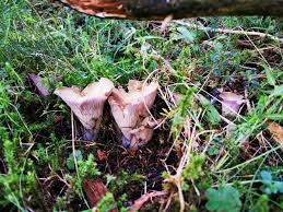 Attēlu rezultāti vaicājumam “Gomphus clavatus”