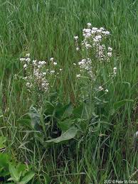 Attēlu rezultāti vaicājumam “Armoracia rusticana bud”