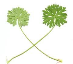 Attēlu rezultāti vaicājumam “Geranium dissectum leaf”