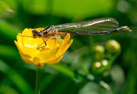 Attēlu rezultāti vaicājumam “Coenagrion armatum male”