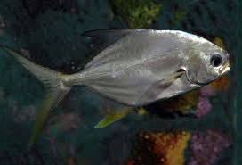 Image result for Trachinotus carolinus